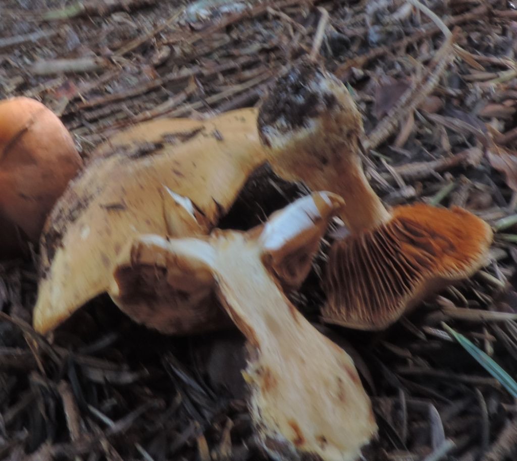 Cortinarius di conifera